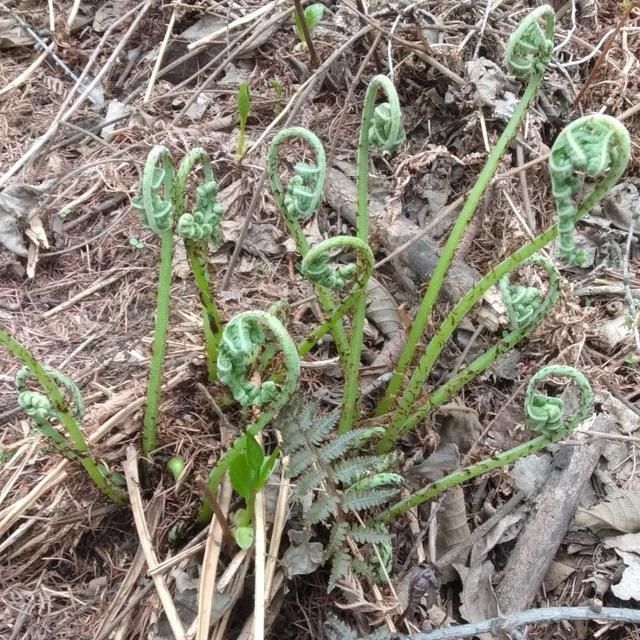 「山野菜」东北大山里的山野菜,你见过的有几种,能说出来吗