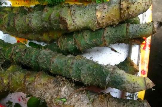 农村这野草俗称“刺死你”，蛇见了掉头就跑，却是治胃病的良药