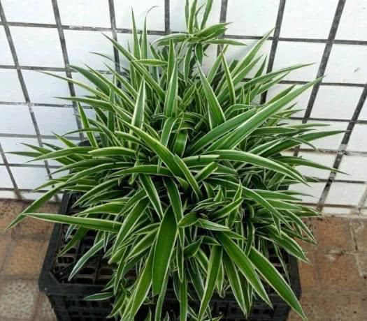  植物■兰花和吊兰,为什么叶子总长黄尖?