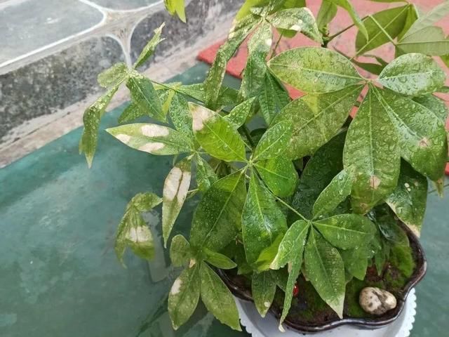  「图片作者」10种花，春天不能晒，躲屋里最安全！