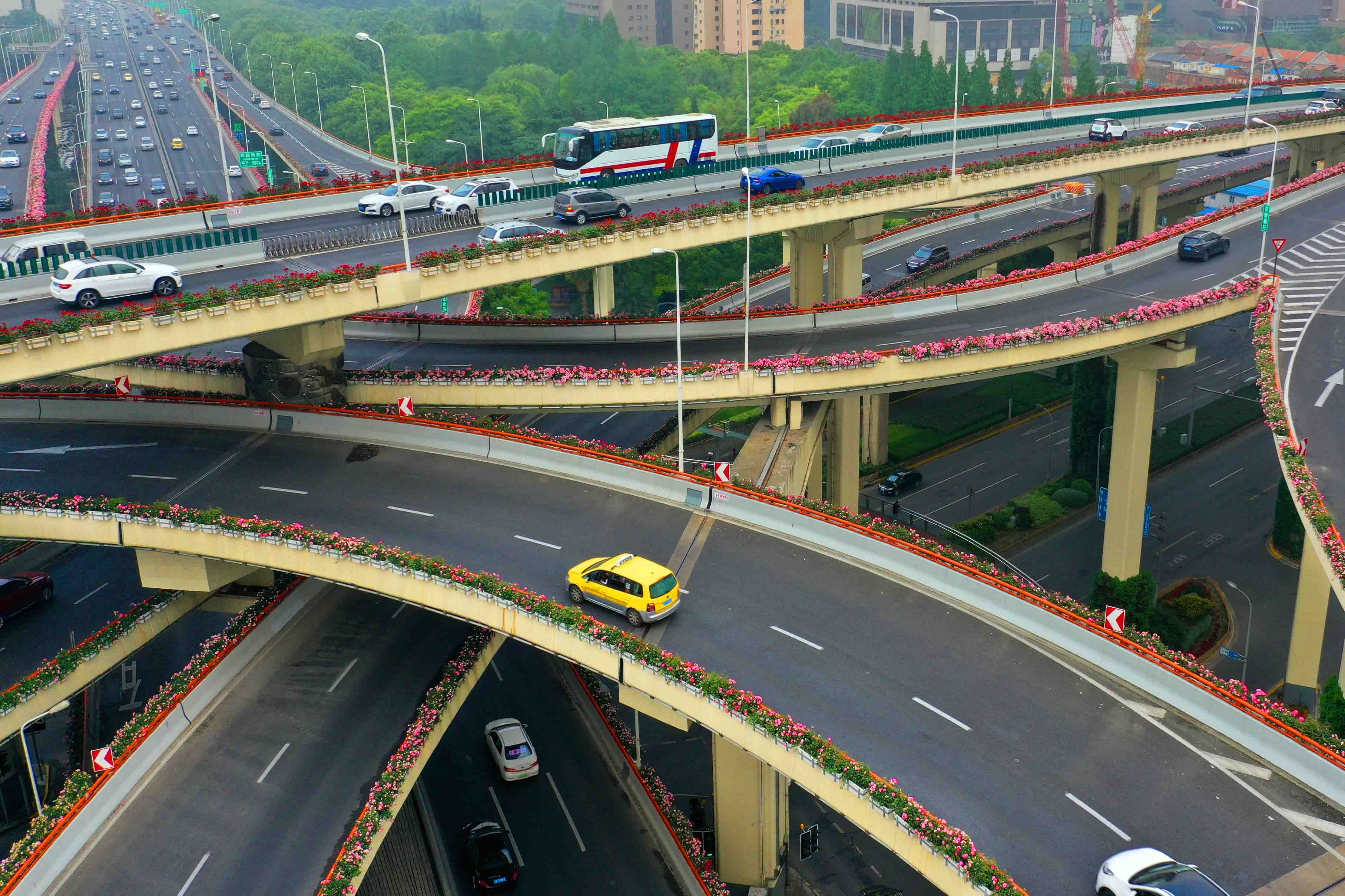  『月季』16万盆月季亮相上海高架，美翻了！