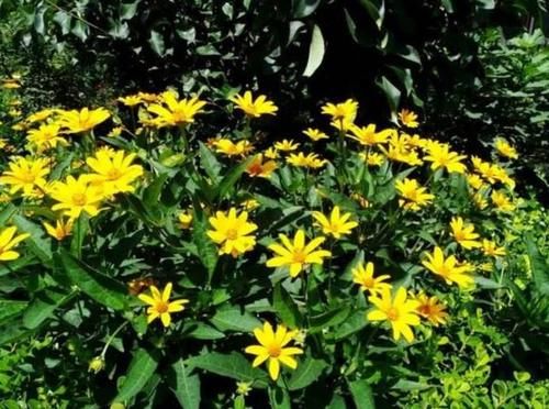  「人称」农村野生“向日葵”，人称“鬼子姜”，你有没有吃过？