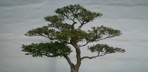  『值钱』这几种植物养在家里，外形美观寓意好，而且越养越值钱