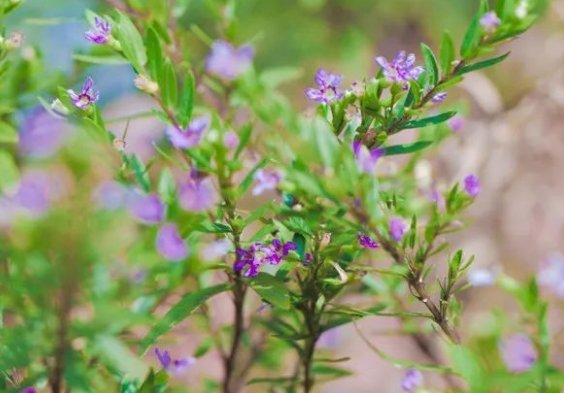 「养活」这些花朵特别好养活,生命力顽强,就是养不死花朵,适合懒人养