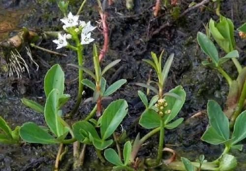  #种奇怪的草#农村有种怪草，人吃了就想睡，失眠的人把它当成宝