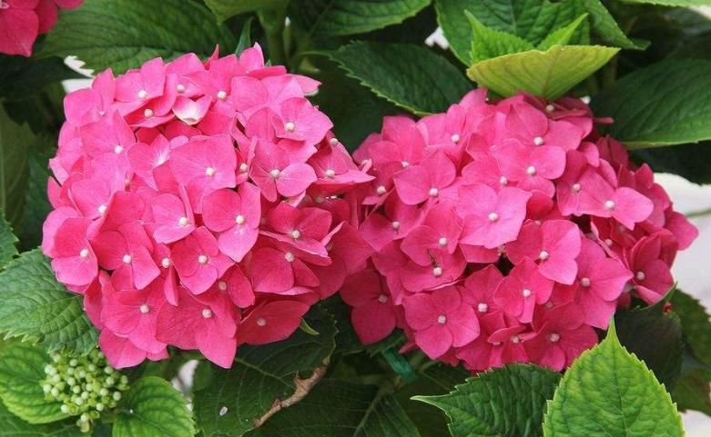  「艳丽」喜欢在家中养护漂亮的花卉，就选择花色艳丽，开花爆盆的5种花卉