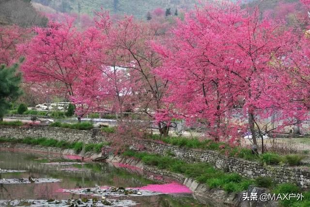 国内最美的10处赏樱地， 70万株樱花树烂漫惹人醉