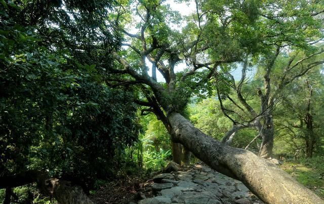 误入深圳大山深处无人村，村子荒芜人烟，一个人走在村子瘆得慌