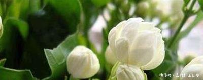  『养花』户外挖“2种土”养花，君子兰长得像“大白菜”，茉莉花“爆盆”