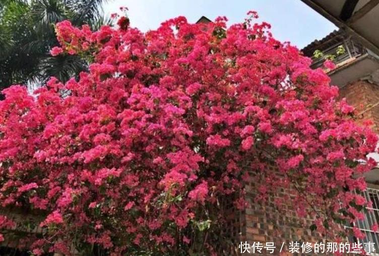 『三角梅』家有院子,一定要养“3种花”,开花大又香,开出一片花海!