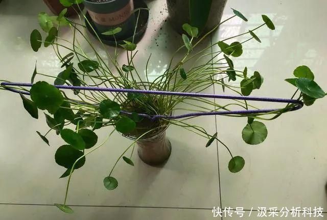 『打造』打破常规,用一个废旧衣架,打造铜钱草独特造型
