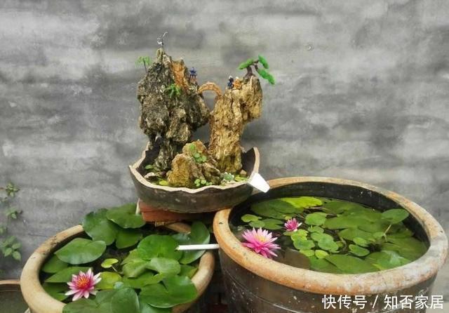 #花钱#老家淘个“大破缸”,种花养鱼,美轮美奂,不花钱还好看