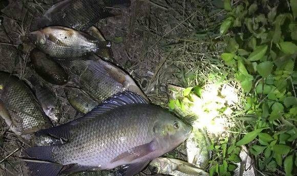  [罗非鱼]白喂了好多天的鱼了，总算是让我有收获了，好漂亮的罗非鱼啊！