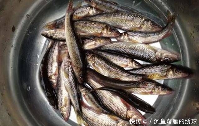 [山涧]深山山涧，钓上一盆这鱼，味道很鲜美，知道是什么鱼吗？