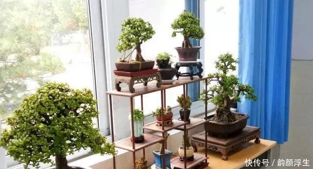  【枝条】路边挖一棵马齿苋，养成老桩做盆景，开花一层层，真值钱了