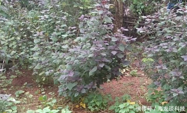  #液体#种子榨油被称“液体黄金”，既是蔬菜又是药材，在农村随