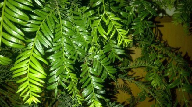 满枝■红豆杉这样浇水,叶色苍郁,红豆满枝!