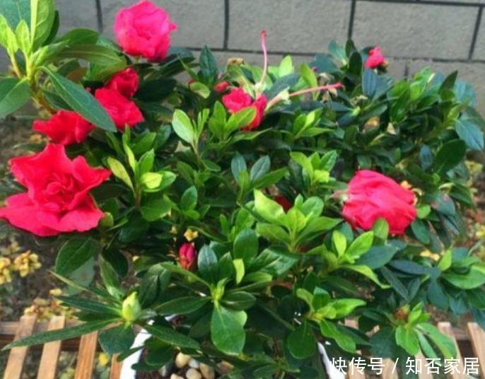  #柔美#最适合养阳台的四款花卉，好养易打理，花色柔美，花朵烂漫迷人