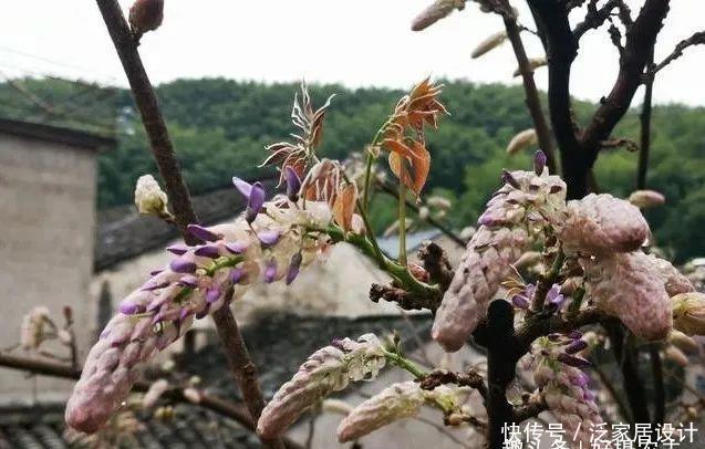 「特性」紫藤的特性有哪些?又该如何栽培?很简单