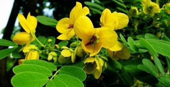  『植物』在乡下有一种植物，种子剥下来像是绿豆，叫决明子，你认识吗？