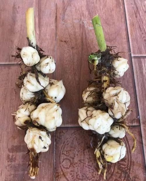 #花盆#开败的百合这样一处理,能长一缸的小球,花盆都不够用!