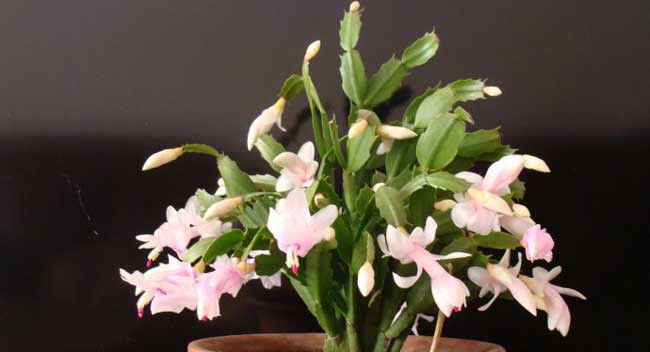 「蟹爪」蟹爪兰什么时候开花,一年开几次花