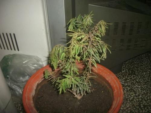  『浅根系』一夜蹿红的“网红植物”红豆杉，买了就扔？做好一步，能活几百年
