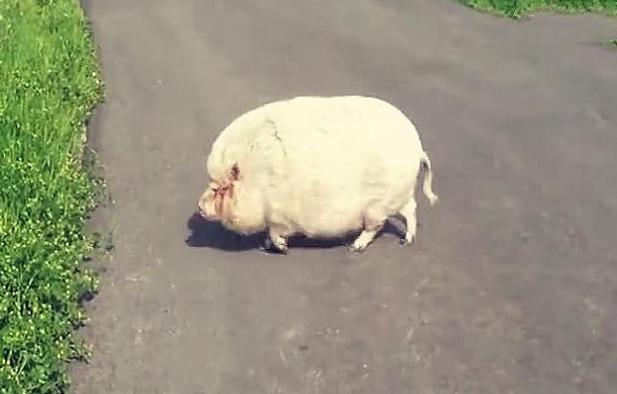 奶奶养了一头猪舍不得吃，8年后儿子进猪圈，眼前一幕令人懵了