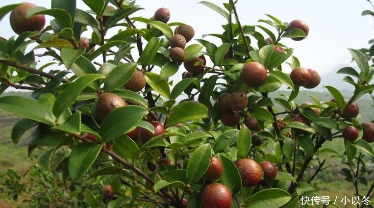  种植@这种树外面一斤60元，农民却不愿意种植，你们老家有没有