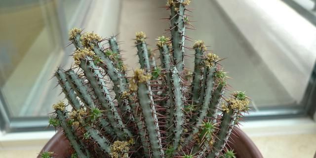  『植物』家里种上这4种盆景，还担心什么雾霾，天天都有好空气！