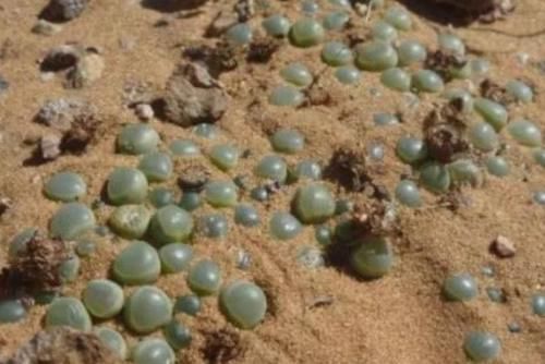 中国大妈在非洲旅行，看到地上有“玉石”想捡，导游大喊：不能捡