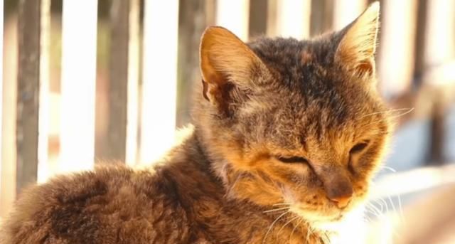 【奶奶】瘦弱老猫流浪多年,因一碗剩饭而“隐居”村庄,每天凌晨叫醒奶奶