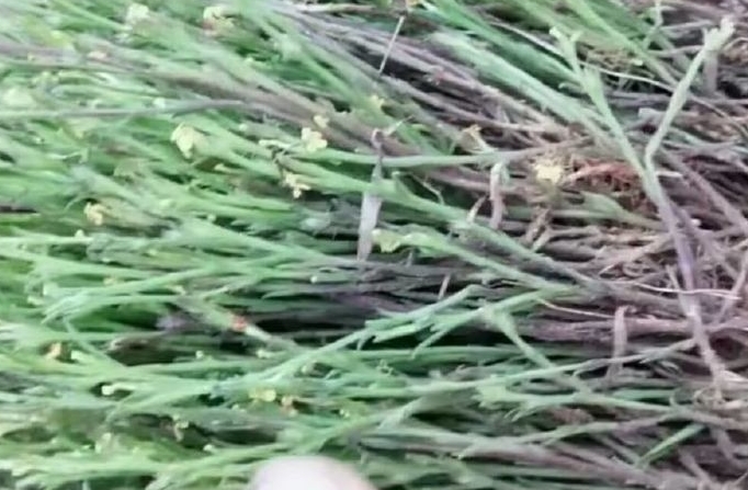 在农村一种不起眼的野草，现在却卖2000块钱一斤，还不好找