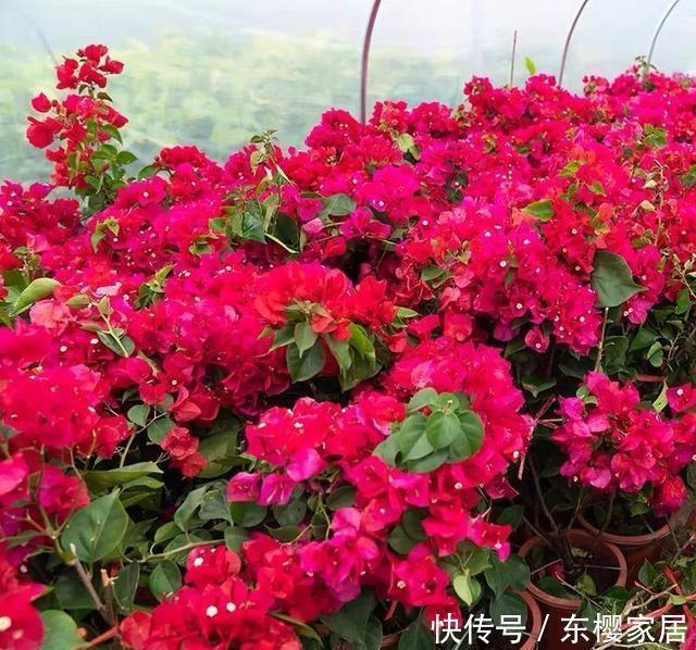  「催花」养三角梅“催花”很重要，掌握几个小技巧，一直开花到秋天