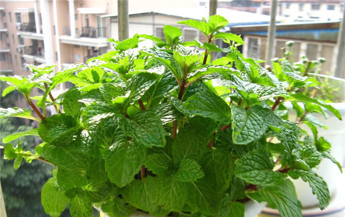  「铜钱草」这3种花最爱“喝水”，每天来一点，几月能长得撑爆盆！