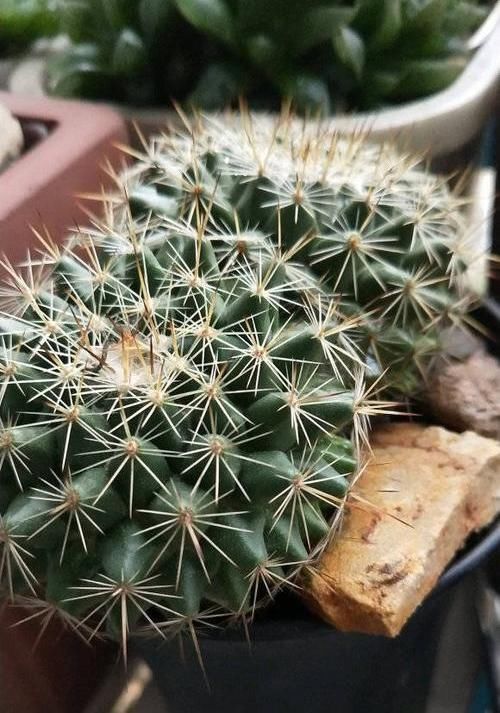 『绿萝』?养花养不活?试试这4种,“植物杀手”都能养活,爆盆不费劲