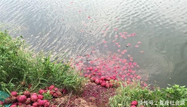  [农产品]水果滞销后，为何总是中间商背锅？