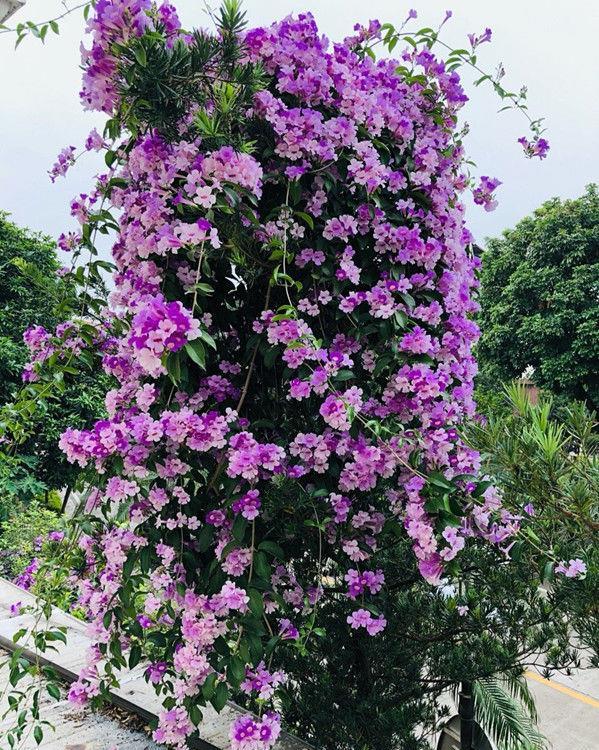 藤本植物,有它就够了,一树多色花,一年三季开花,给你一片花海