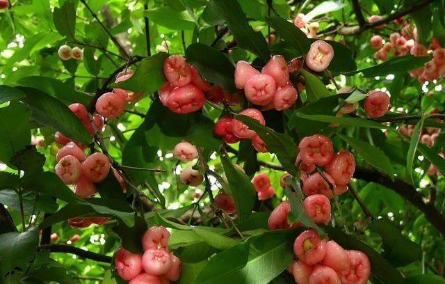 农村一水果长得像辣椒，被称为水果之王，一斤至少20元