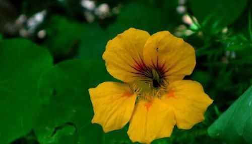 【常见】有一种莲花,不需要水,一年四季都开花,花香色艳,绿化带常见