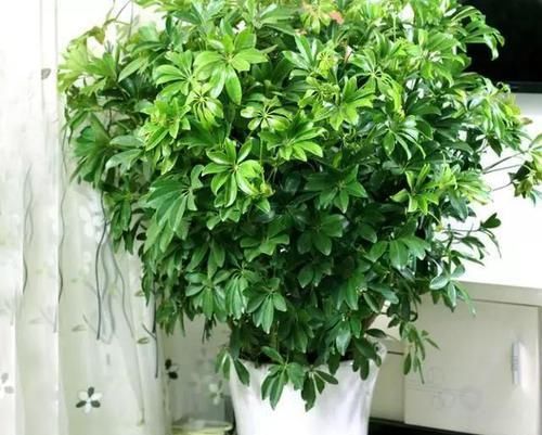  白根@鸭掌木繁殖“诀窍”，一根枝条一块“泡沫”半个月就能长“白根”