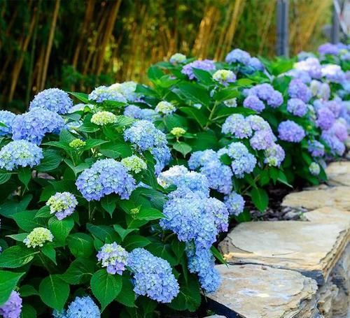  「绣球花的花」绣球花谢花后如何修剪，很多人一直剪错了，非常精辟的修剪方法