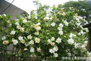  家里■家里养花选它，养20年都不黄叶，开花香一辈子，养成传家宝！
