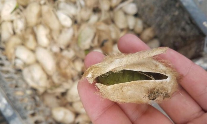 农村大妈凌晨采集“稀罕物”，早市现剪现卖，两小时赚了420元