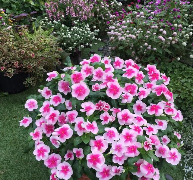  『长春花』6种花喜欢晒太阳，越晒花越多，一开200天不歇气！