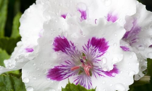 『能养』最受花友喜欢的3种花,开花简单很漂亮,花期非常长,能养好多年