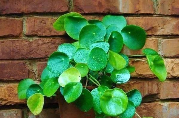 『比花』这几种受欢迎的耐阴花,一养就上瘾,叶子比花美!