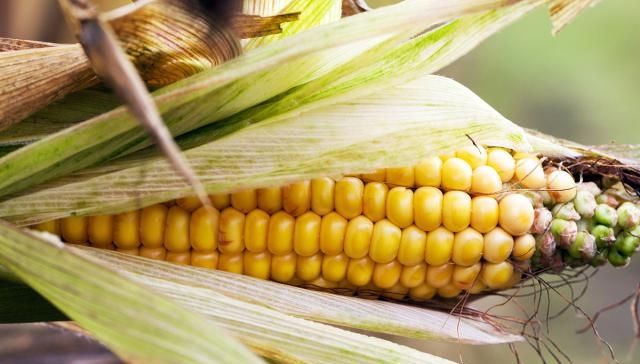  玉米：这个人是不是你？有些农民粮食卖了高价反而没有卖低价赚