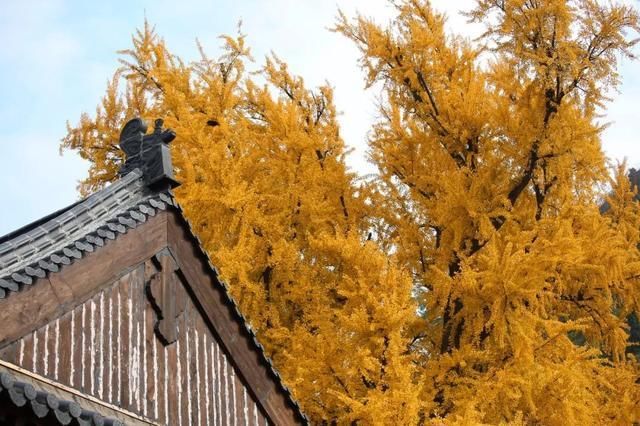 李世民种的银杏树火到国外,美了1400年!西安,火出圈了