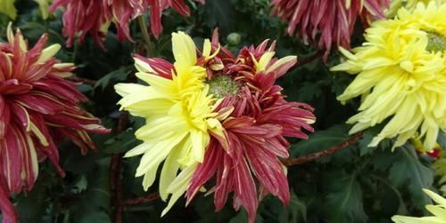  『二乔』喜欢菊花，不如养盆“珍品名菊”二乔，一花双色，观赏价值极高！